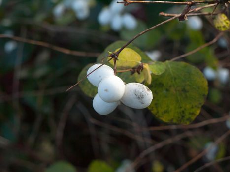 Symphoricarpos albus, snowberry white berries shrub background autumn winter close up; essex; england; uk