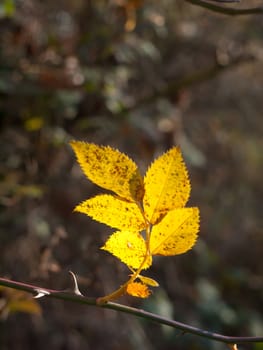 stunning bunch of light lit yellow autumn fall leaves pretty; essex; england; uk