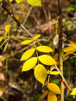 stunning bunch of light lit yellow autumn fall leaves pretty; essex; england; uk