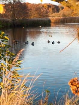 mallards on blue water surface cold weather autumn background ducks; essex; england; uk