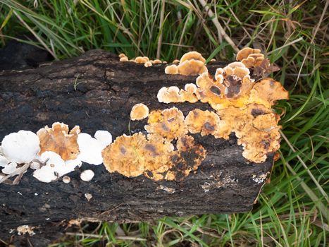 brown and white small fungi forest black old decaying rotting log; essex; england; uk