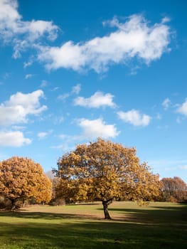 autumn tree landscape grass empty plain land sky blue; essex; england; uk