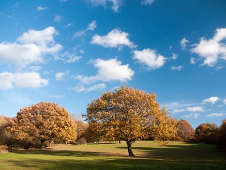 autumn tree landscape grass empty plain land sky blue; essex; england; uk