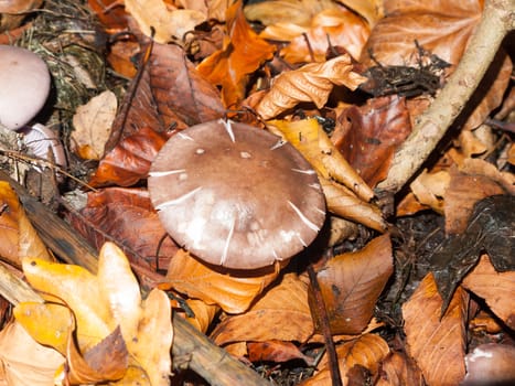 mushroom brown forest floor cap fungi autumn dead leaves; essex; england; uk
