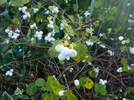 Symphoricarpos albus, snowberry white berries shrub background autumn winter close up; essex; england; uk
