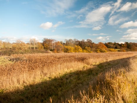 outside sunny plain grass land reeds walkway through country sky open plan no people; essex; england; uk