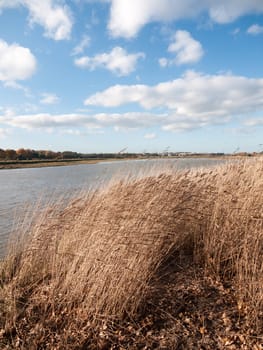 golden flowing stunning reeds landscape country open plain; essex; england; uk