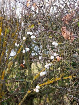 Symphoricarpos albus, snowberry white berries shrub background autumn winter; essex; england; uk