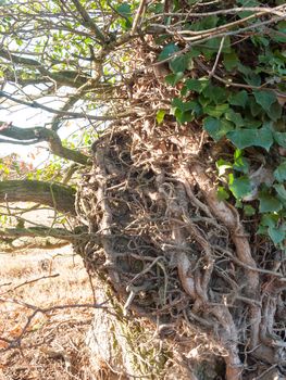 close up feature of tree growing roots branches wrapped around; essex; england; uk