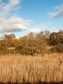 golden grass reeds autumn background full landscape; essex; england; uk