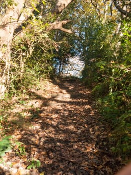 stunning autumn sunny trees walkway path leaves fall steps; essex; england; uk