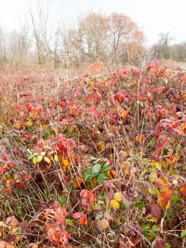 red dead autumn leaves shrubland meadow country nature; essex; england; uk