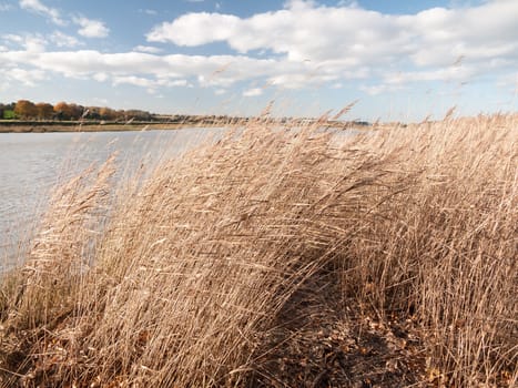 golden flowing stunning reeds landscape country open plain; essex; england; uk