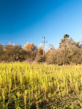growing green plants stalks grass land landscape blue sky space; essex; england; uk