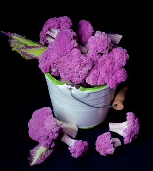 Fresh Raw Purple Sprouts of Cauliflower with Leafs in White Bucket isolated on Black background