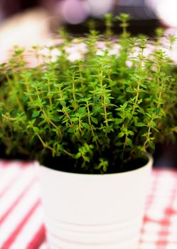 Fresh Thyme Shots in White Flower Pot closeup on Blurred background Outdoors. Focus on Foreground