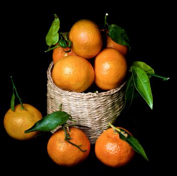 Fresh Ripe Tangerines with Leafs and Stems in Wicker Cask isolated on Black background