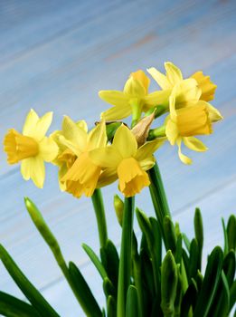 Seven Wild Yellow Daffodils with Green Leafs and Buds closeup on Blurred Blue background. Focus on Daffodils