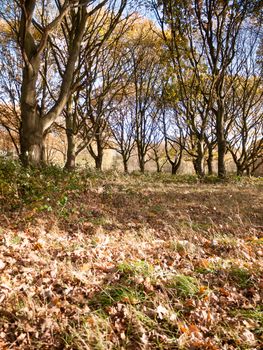 autumn forest floor fallen leaves trees landscape background; essex; england; uk