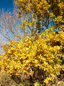 yellow stunning close up tree leave autumn background tree; essex; england; uk