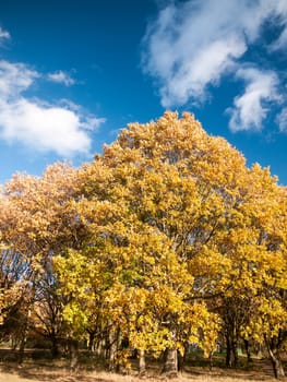 beautiful close up yellow autumn leaves background tree; essex; england; uk