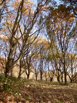 autumn forest floor fallen leaves trees landscape background; essex; england; uk