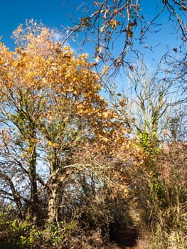 autumn leaves bare branches countryside background nature tree; essex; england; uk