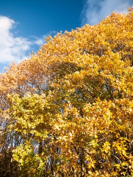 beautiful close up yellow autumn leaves background tree; essex; england; uk