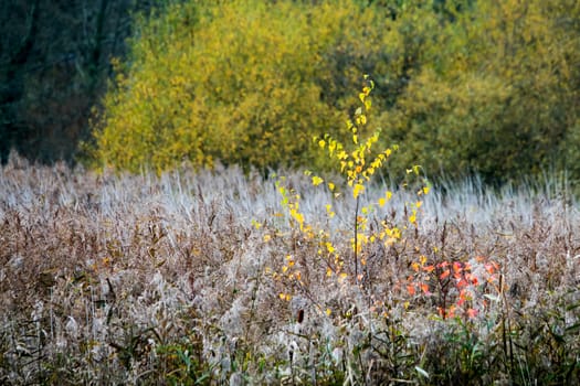 Foliage colours and textures during Autumn in Sussex.