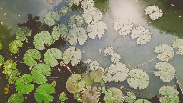 Waterlily in garden pond