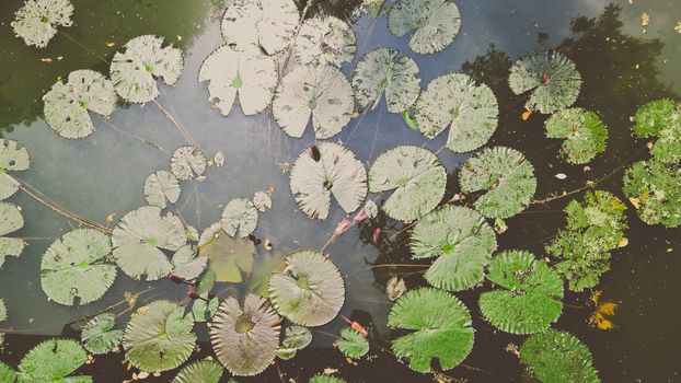 Waterlily in garden pond