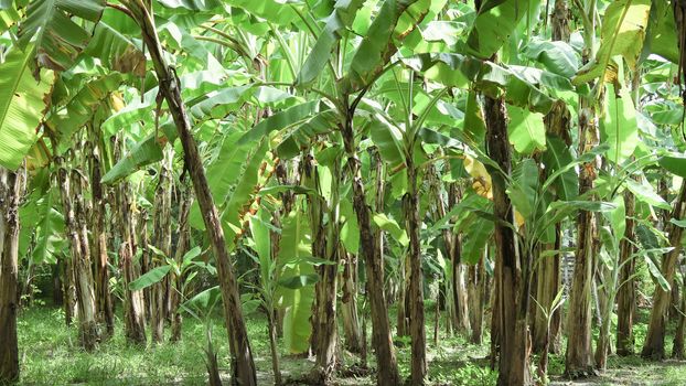 Banana Plantation,Banana farming in thailand
