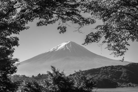 Black and white image of Autumn Season and Mountain Fuji with morning light and maples leaves tunnel at lake Kawaguchiko, Japan.