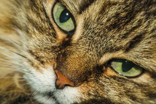 a cat thinks about life eyes are full of hesitation