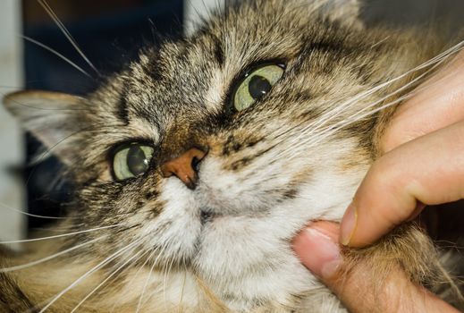 a cat thinks about life eyes are full of hesitation