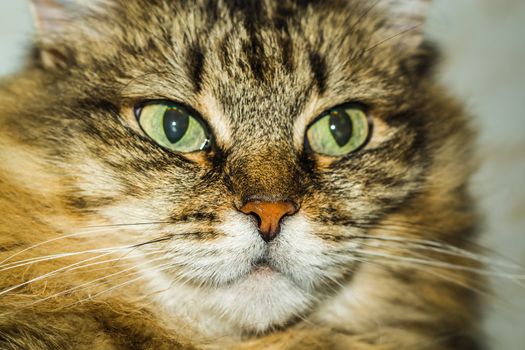 a cat thinks about life eyes are full of hesitation