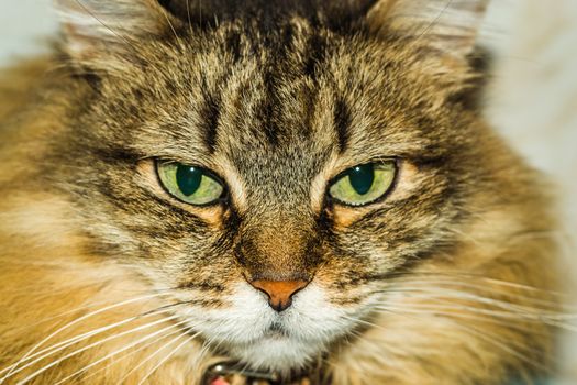 a cat thinks about life eyes are full of hesitation