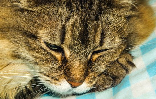 sleeping Siberian cat fluffy cat like a lion