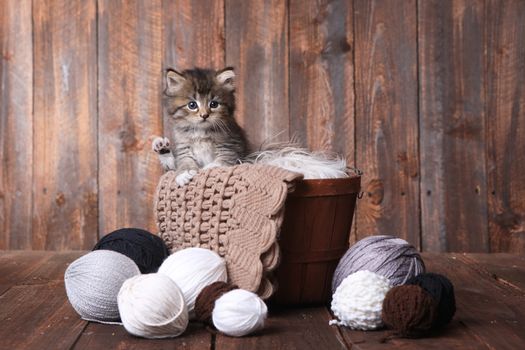 Adorable Kitten With Balls of Yarn