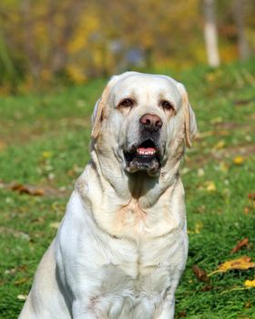 nice yellow labrador in the park in autumn