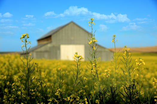 Old Barn With Mustard Field Rural in Palouse Washington 