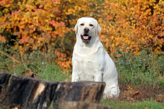the nice yellow labrador in the park in autumn
