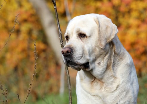a nice yellow labrador in the park in autumn