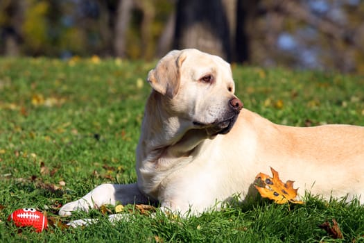 yellow labrador in the park in autumn playing with a red ball
