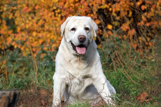 the nice cute yellow labrador in the park in autumn