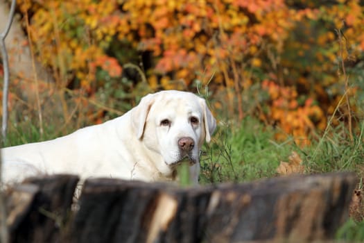 a nice cute yellow labrador in the park in autumn
