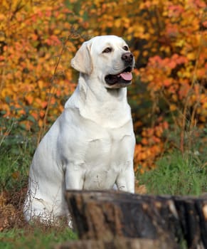 a nice yellow labrador in the park in autumn close up