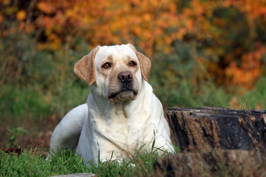 the nice yellow labrador in the park in autumn close up