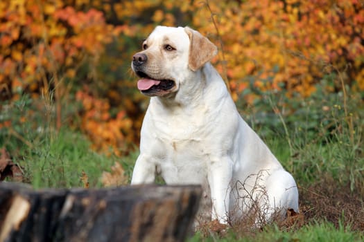 nice cute yellow labrador in the park in autumn