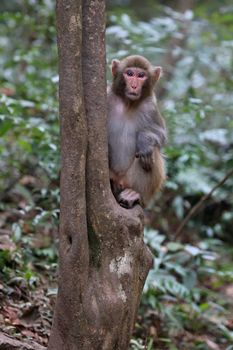 Wild Feral Rhesus Monkeys Living in Zhangjiajie National Park China